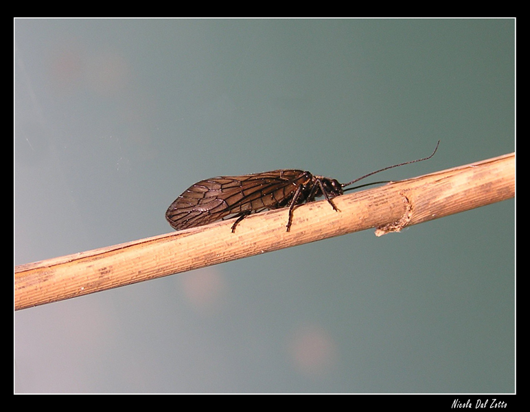 Sialis sp. (? fuliginosa)